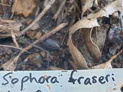 Sophora fraseri