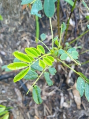 Sophora fraseri