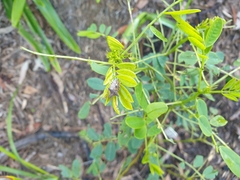 Sophora fraseri