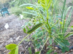 Sophora fraseri