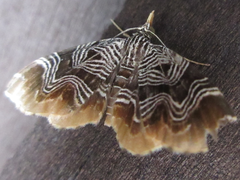 Lobogonodes complicata