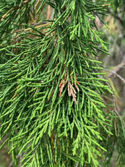 Juniperus maritima