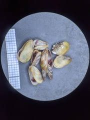 Brachidontes exustus