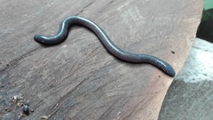 Dermophis mexicanus