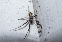 Metepeira labyrinthea