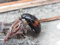 Pseudotritoma consobrina