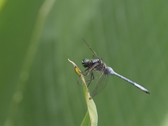 Orthetrum luzonicum