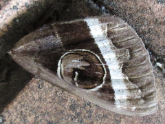 Metopta rectifasciata