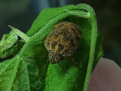 Orsilochides stictica