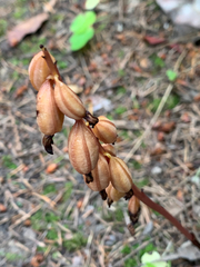 Corallorhiza maculata