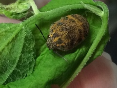 Orsilochides stictica
