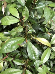Ardisia chinensis