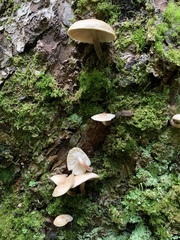 Collybia bakerensis