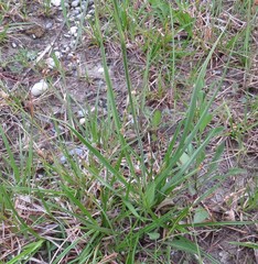 Anthericum