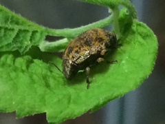Orsilochides stictica