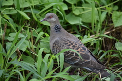 Streptopelia orientalis