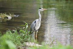 Ardea cinerea