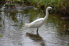 Egretta garzetta
