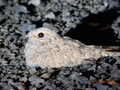 Caprimulgus mahrattensis