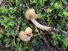 Cudonia monticola