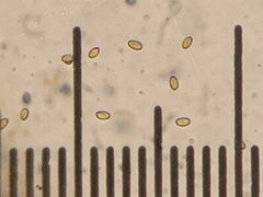 Cortinarius eldoradoensis