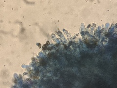 Cortinarius eldoradoensis