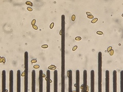 Cortinarius eldoradoensis