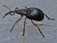 Protapion trifolii