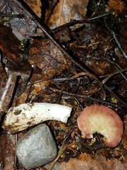Russula nitida