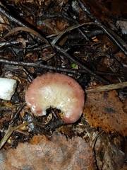 Russula nitida
