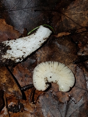 Russula nitida