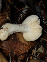 Russula nitida
