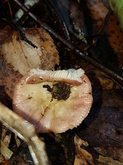 Russula nitida