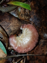 Russula nitida