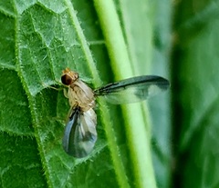 Toxonevra superba