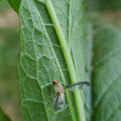 Toxonevra superba