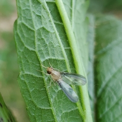 Toxonevra superba