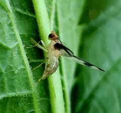 Toxonevra superba