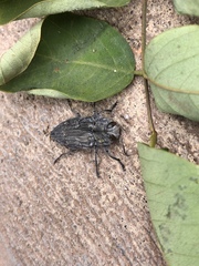 Chrysobothris merkelii