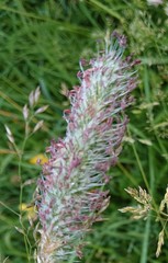 Alopecurus pratensis