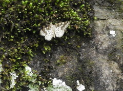 Eufidonia discospilata