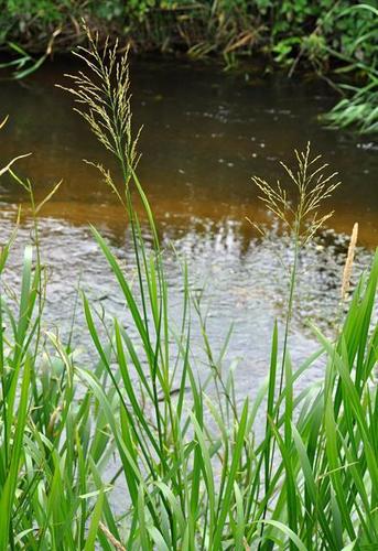 Reed Managrass (Chittenden County, Vermont - Invasives) · iNaturalist