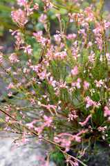 Erica labialis
