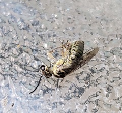 Pterygota
