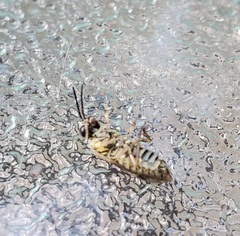 Pterygota