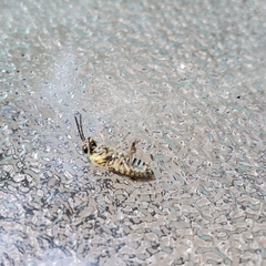 Pterygota