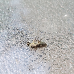 Pterygota