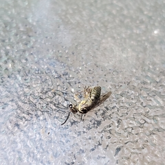 Pterygota