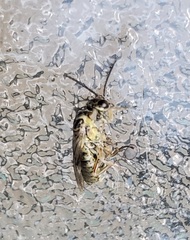 Pterygota