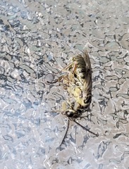 Pterygota